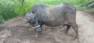 achi nasal ki Buffalo' sell
