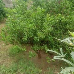 lemon  trees