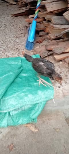 Aseel mianwali chick's for sale
