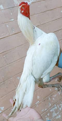 pure white hera aseel