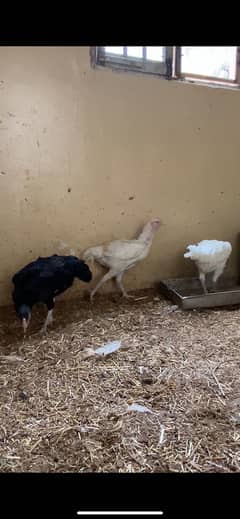 Aseel heera Forsale whatsapp 03072200443