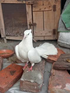 lucky kabooter for male healthy pigeon