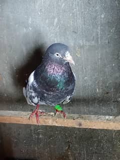 original daddy for sale male female