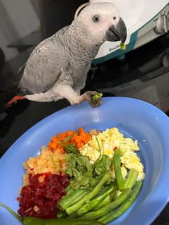 African grey parrot 4 month age healthy and beautiful