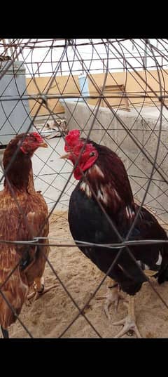 aseel high quality pair old blood .