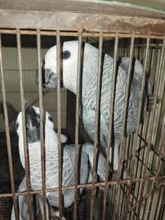 African grey parrot chicks