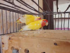Red eyes pair jora AP keliye