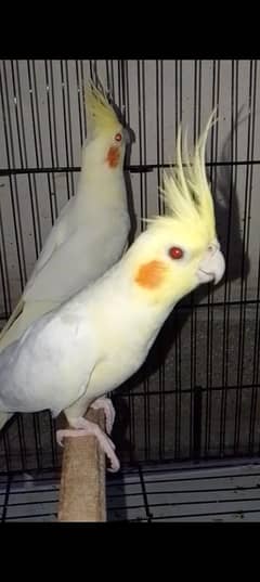 Cocktail Parrot Pair