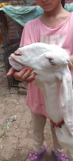 Doudh wali breed full gulabi rajanpuri ghr ki path