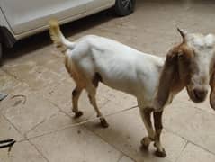 Teedy bakri for sale