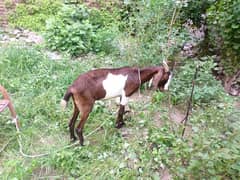 Bakri