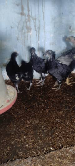 Australorp