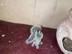 baby for sell