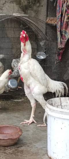 white black coco shamo eggs