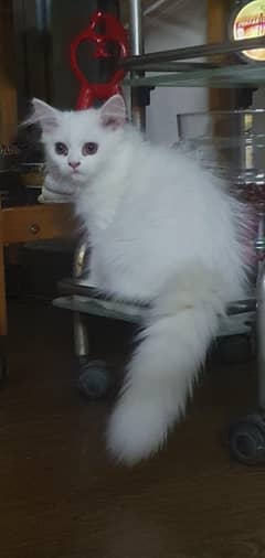 Adorable persian Kitten