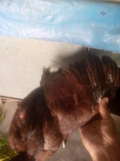 aseel walti female for sale