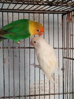 lovebirds for sale