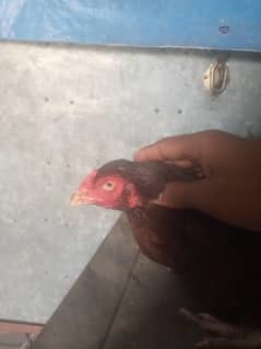 aseel walti female for sale