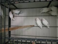 love bird breeder pair for sale