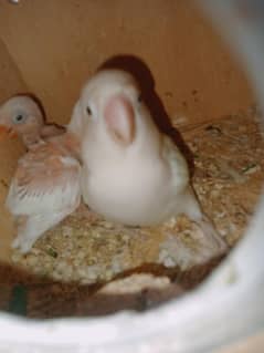 albino