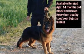 Pedigreed German shephed | German shephed for stud | German for mating