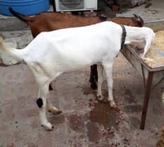 rajanpuri bakri white
