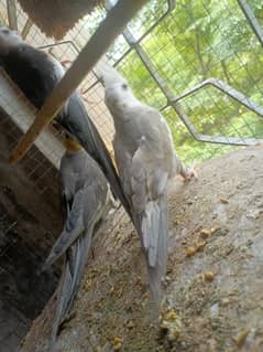 full active and breeder femail  urgent sale and exchange possible