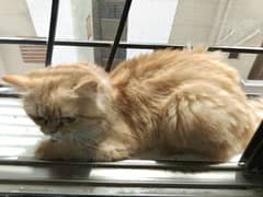 Persian cat