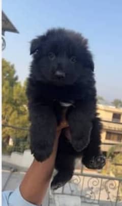 Black German Shepherd Pair / German Shepherd Long Coat Puppies