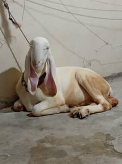 LARKANA DUMBA KHEERA JUMBO SIZE