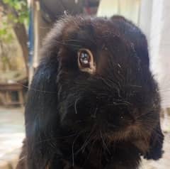 khargush khargosh  rabbits long coat  or loop male breeder