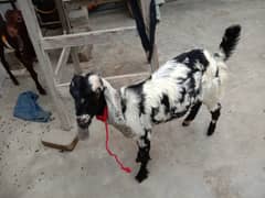 Goats