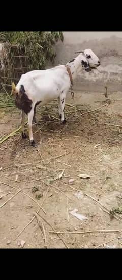 healthy beetal goat for sale_ 2 years