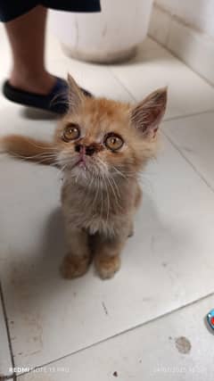Persion Cat Punch face