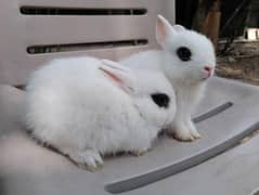 hotot drawf bunnys pair rabbits