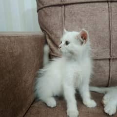 Persian