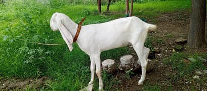 Rajanpuri pure White Ghulabi  Bakri, gulabi Goat,