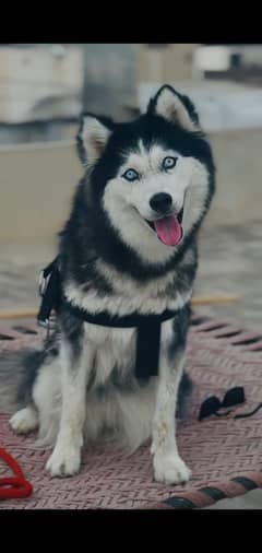 husky breeder female
