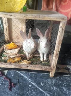 rabbits