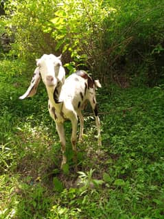 bakri