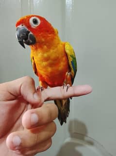 Raw female for sale