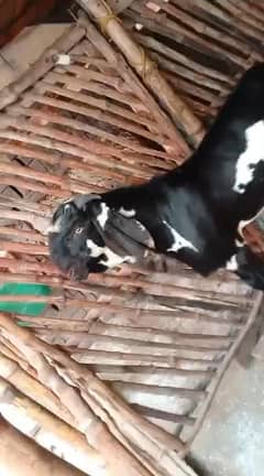breeding or shoq dono k liye