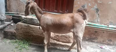 dasi
