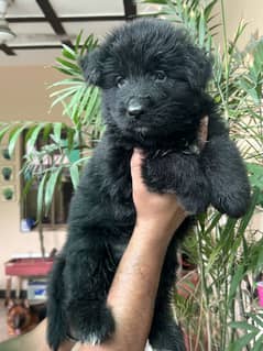 Long coat quality puppies