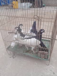 birds