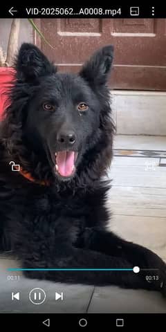 Black Shepherd