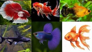 we deal in All kind of fishes | Betta,catfish,goldfish,arowana,molly