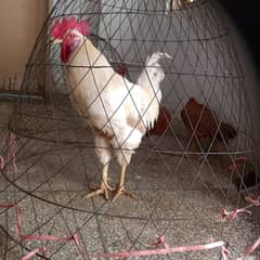 Pair of hen and cock. . . .