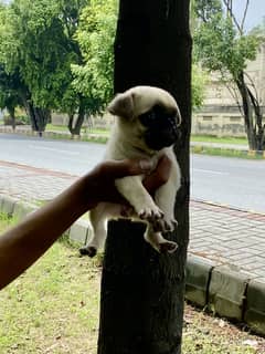 Pug female