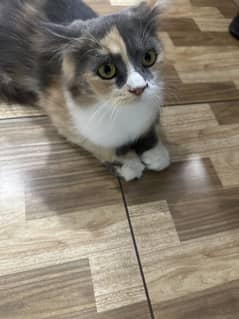 Persian female cat